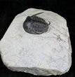 Exquisitely Preserved Kingaspidoides Trilobite #23484-4